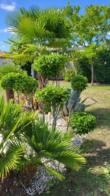 Taille de vos arbustes