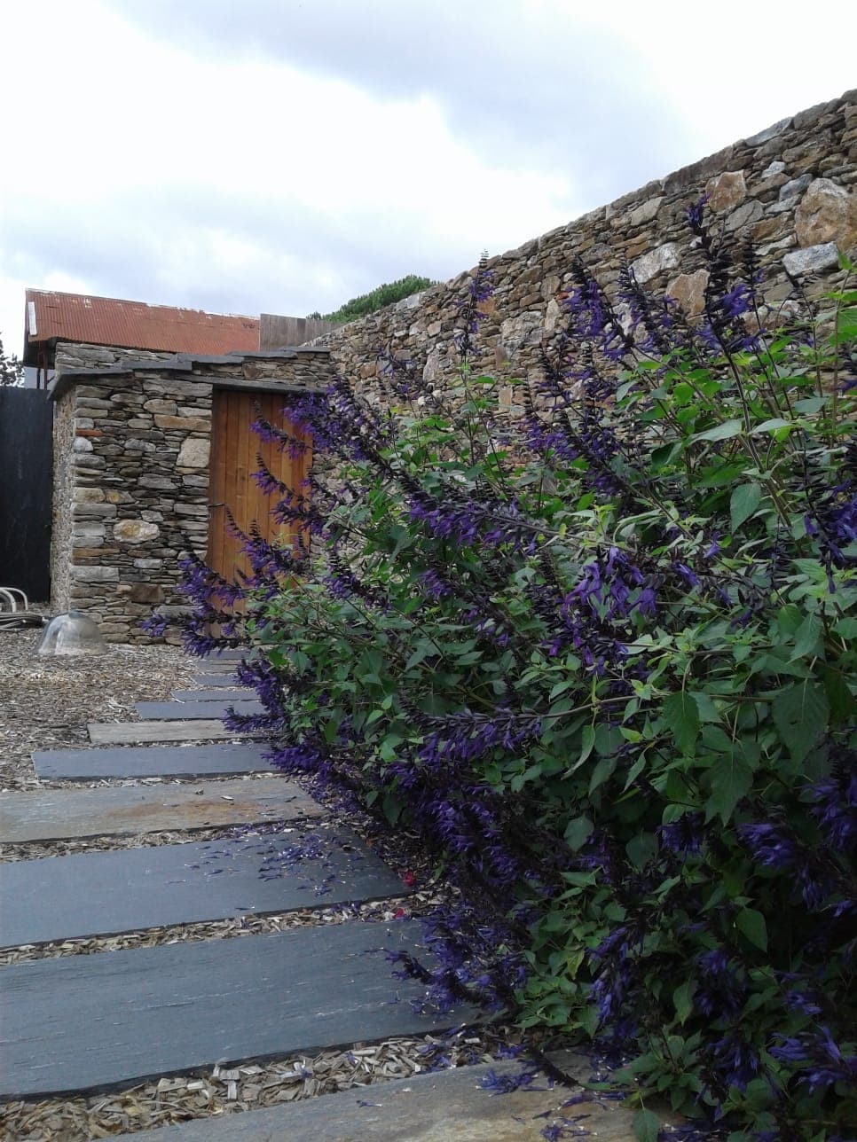 Massif de sauges et vivaces dans un jardin naturel en Loire-Atlantique, plantation idéale au printemps.