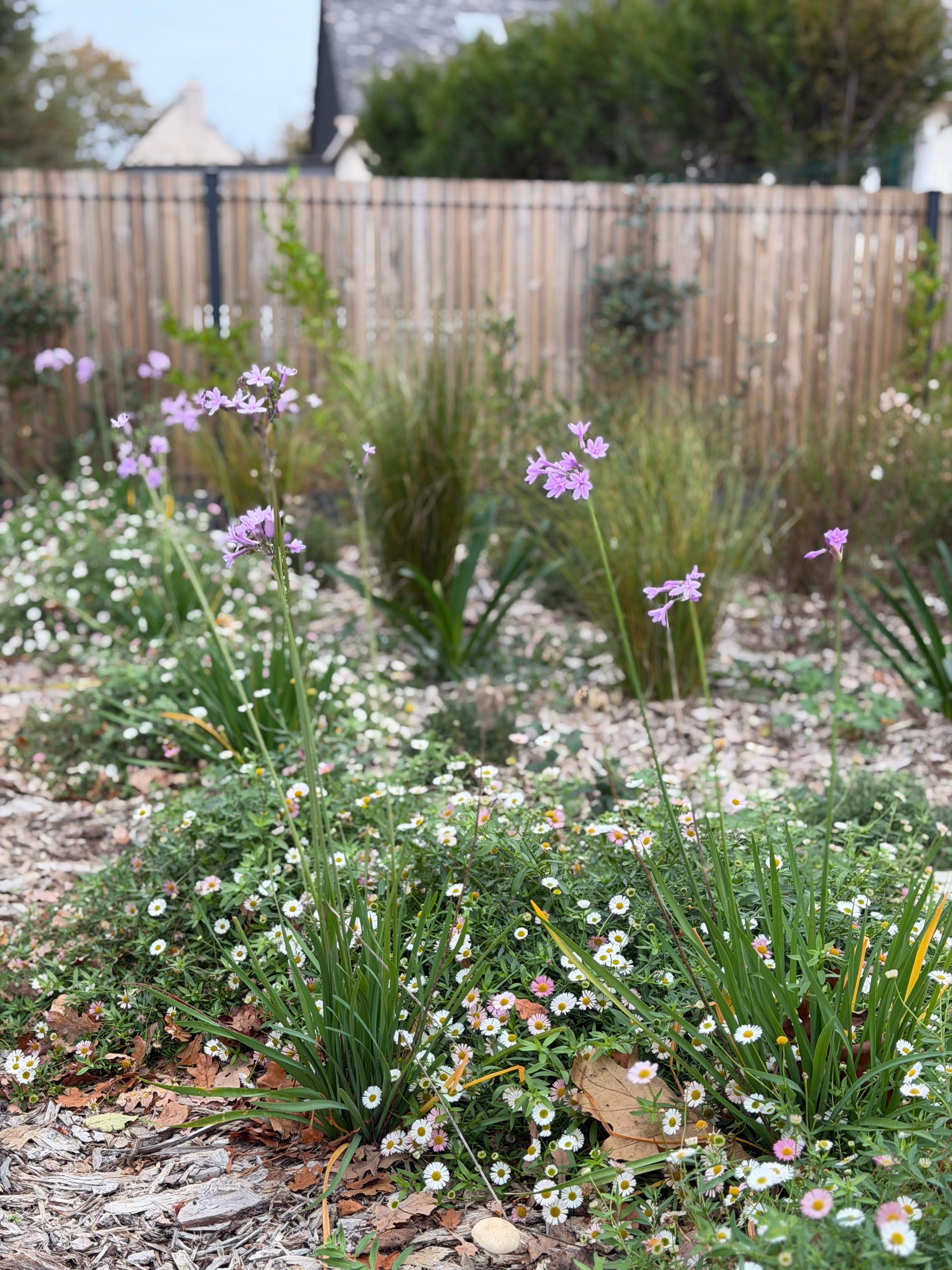 Exemple de jardin naturel et structuré en Loire-Atlantique, mêlant paillage, ardoise et végétaux adaptés