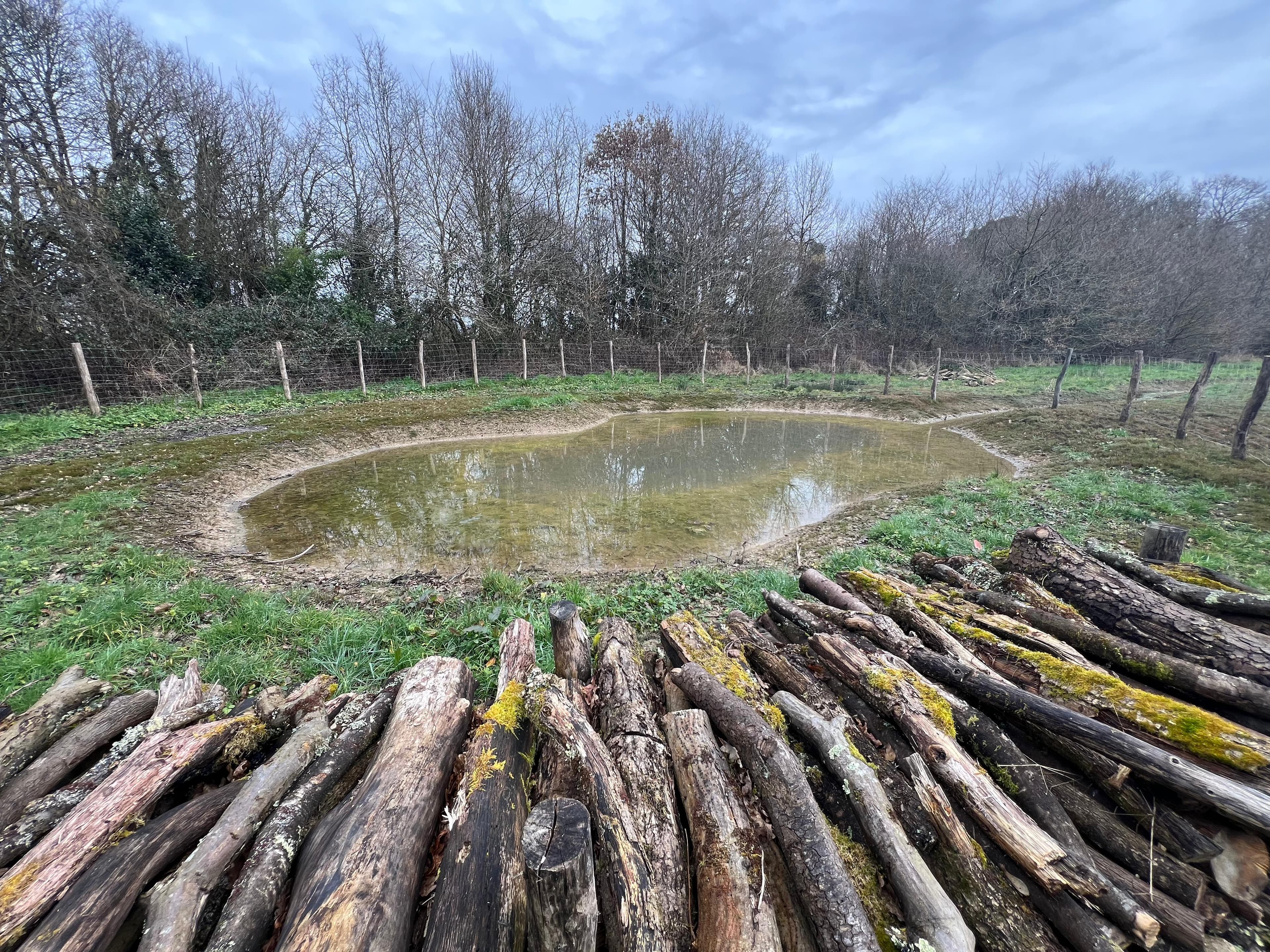 Mare naturelle et tas de bois favorisant la biodiversité dans un jardin à Sucé-sur-Erdre, création Erdre Paysage