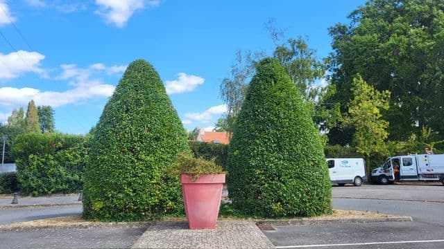 Taille et élagage d'arbres à Nantes