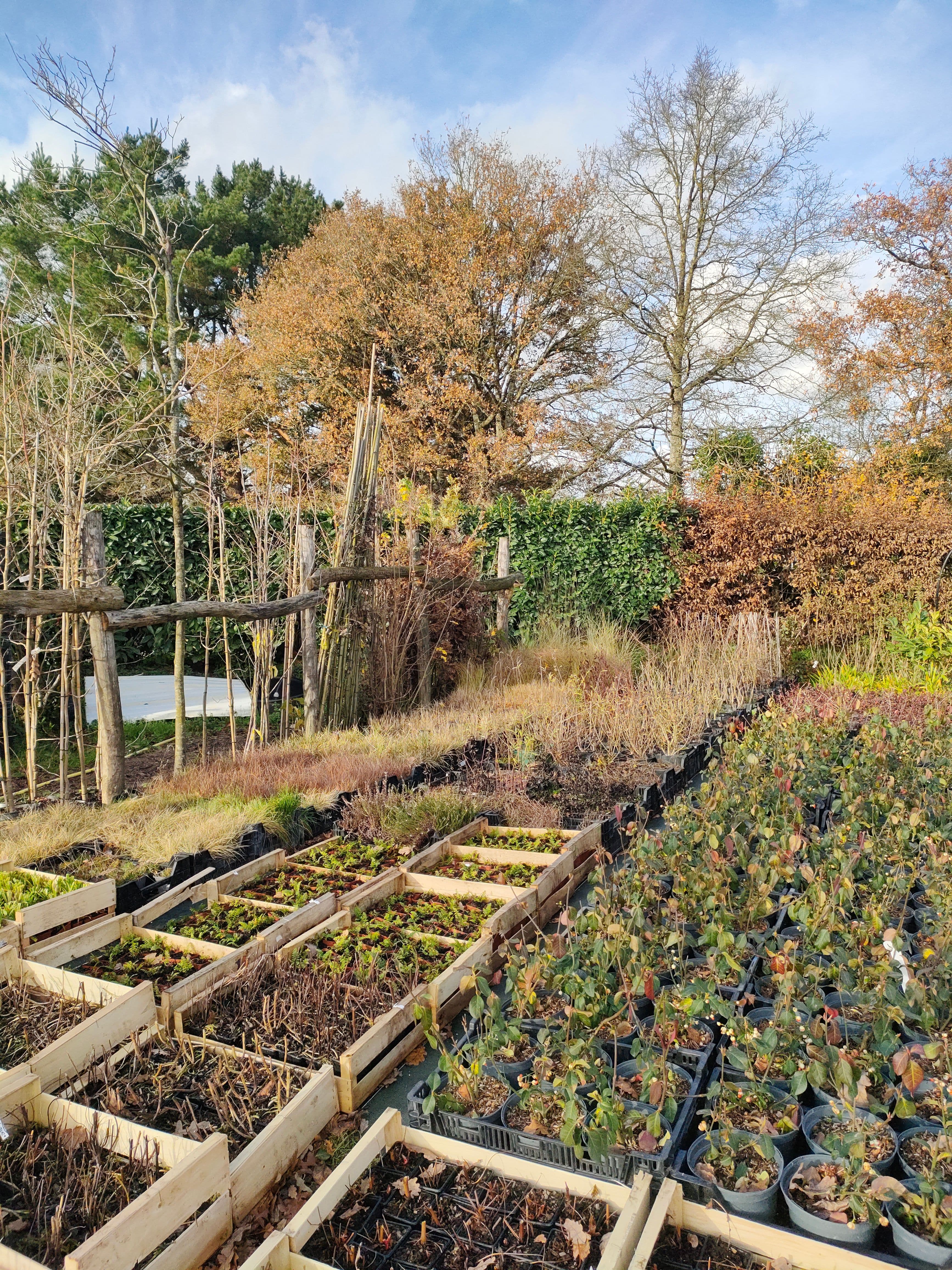Végétaux sélectionnés localement par Erdre Paysage à Sucé-sur-Erdre, dans une démarche éco-responsable et durable.