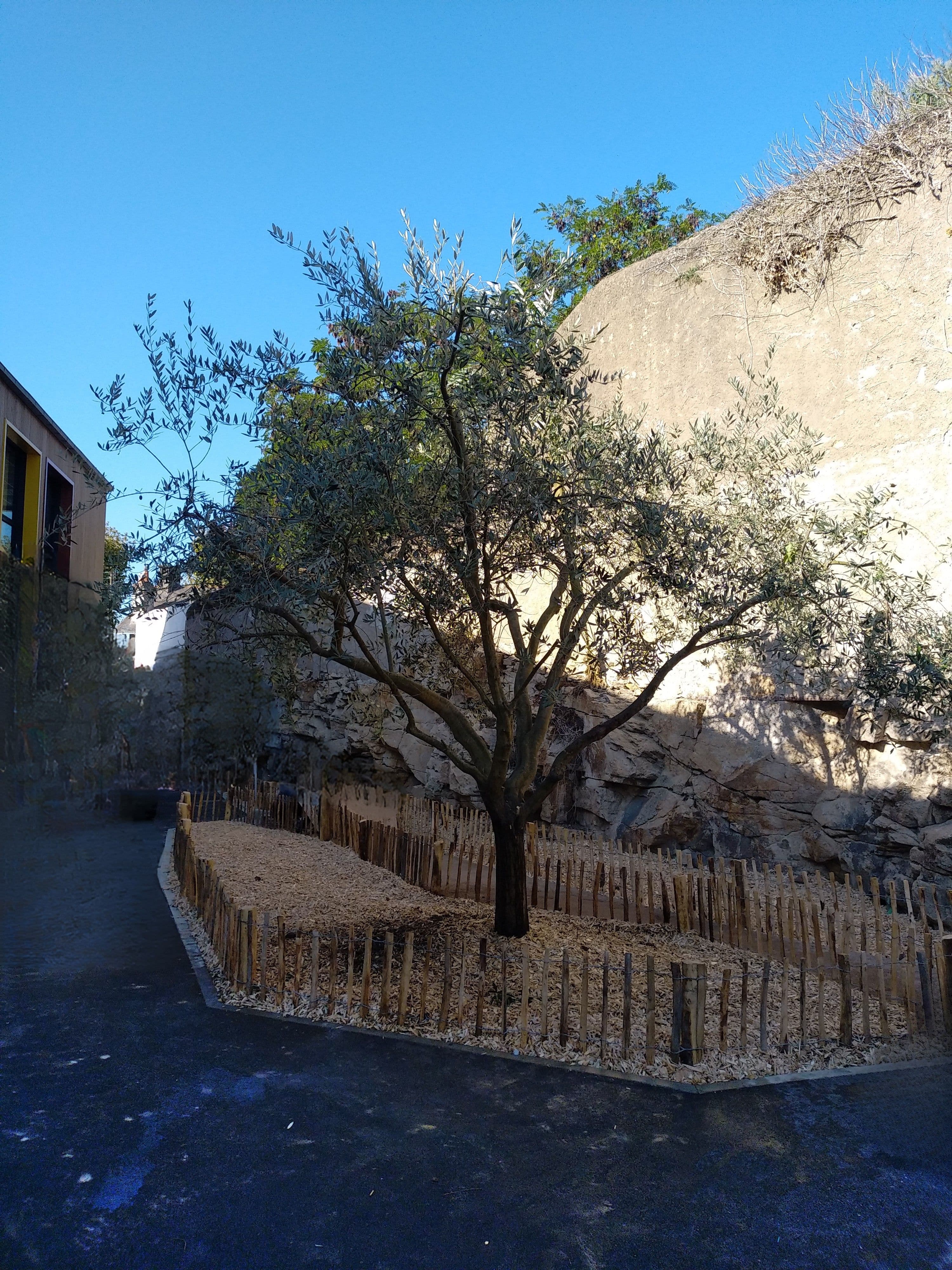 Plantation d’un arbre dans un aménagement extérieur en Loire-Atlantique, exemple de structuration végétale dans un projet paysager.