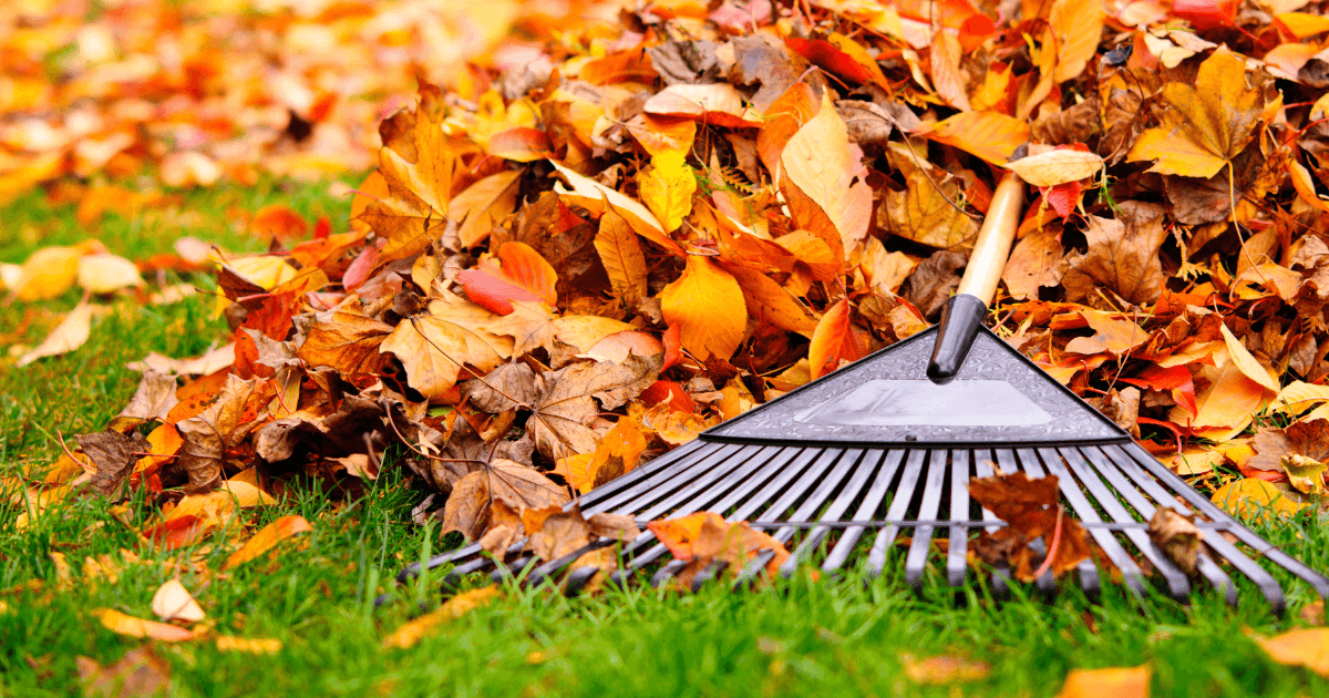 L’automne, moment clé pour préparer son jardin : ramassage des feuilles, entretien, plantations et soins du sol. À Sucé-sur-Erdre et dans le nord de Nantes, Erdre Paysage accompagne chaque saison pour créer des jardins durables, vivants et prêts à éclore au printemps.