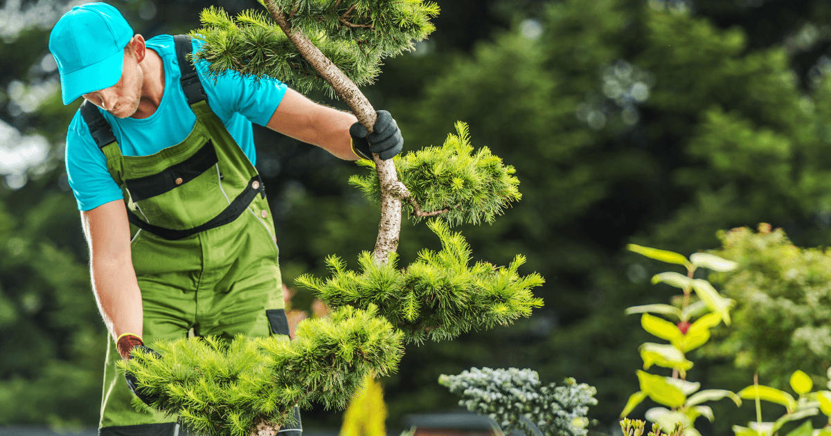 Paysagiste en train de planter et positionner un jeune arbuste pour favoriser une bonne reprise avant l’hiver, à Sucé-sur-Erdre.