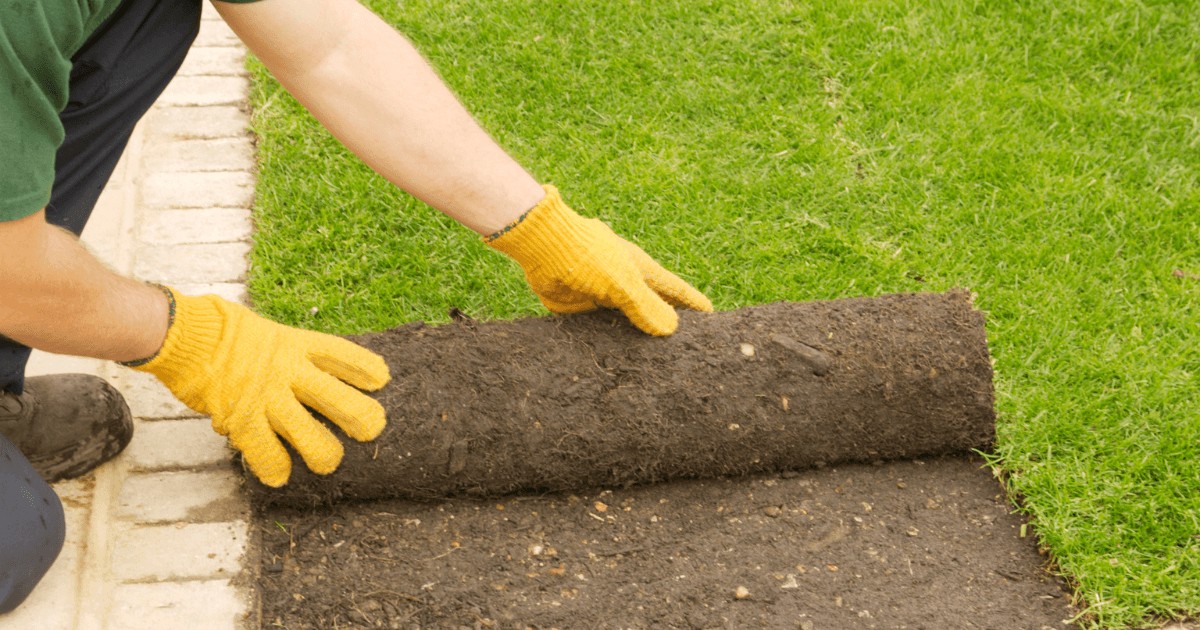 Pose de gazon en rouleau par un professionnel pour créer une pelouse immédiate dans un jardin près de Nantes.